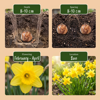 30x Narcissus February Gold - Februarigouden narcis - Geel - Voorjaarsbloeier - Bolmaat 10/12