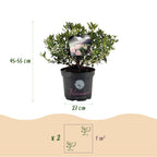 Green boutiQ - Rhododendron nain - Rhododendron Bloombux rose clair - Buis fleuri - Faible entretien - Fleur rose clair - 1 plante - Pot 23 cm - Hauteur 45-55 cm