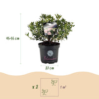 Green boutiQ - Dwerg Rhododendron - Rhododendron Bloombux Light Pink - Bloeiende Buxus - Weinig Onderhoud - Licht Roze Bloem - 1 Plant - Pot 23cm - Hoogte 45-55cm