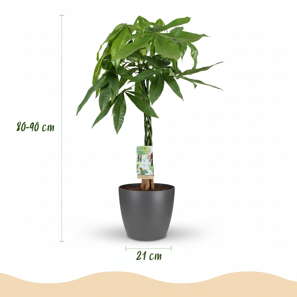 Green boutiQ - Zimmerpflanze - Glückskastanie - Pachira Aquatica - Grün - Pflegeleicht - 1 Pflanze - mit Topf Grau - Topf 21cm - Höhe 75 - 85cm