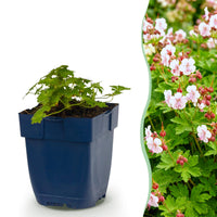 Green boutiQ - Vasteplant - Geranium macr. Spessart - Ooievaarsbek - Bodembedekkend - Wit-Roze - 1 Plant - Pot 11cm - Hoogte 15-25cm