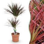 Green BoutiQ - Green is... Plantes d'intérieur - Dracaena Magenta - Dragonnier - Peu d'entretien - Vert - 1 plante - Pot 21cm - Hauteur 90-100cm
