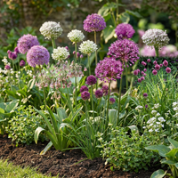 320x Bulb Garden Allium - Bollentuinsierui - Diversen - Zomerbloeier - Bolmaat 10/12