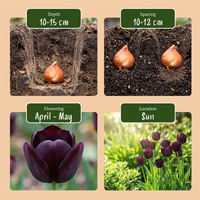 24x Tulipa Triumph Black - Triomftulp - Donker Paars - Voorjaarsbloeier - Bolmaat 11/12