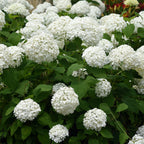 Green boutiQ - Schneeballhortensie - Hydrangea arborescens Annabelle - Blüte Weiß - 3 Pflanzen - 1 m2 - Laubabwerfend - Große Blüten - Topf 17cm Höhe 50cm