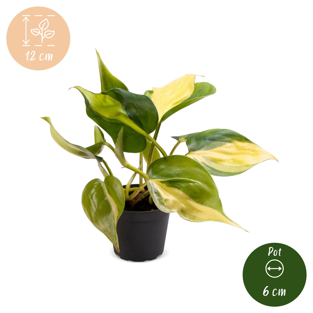 Philodendron Scandens Brazil - Brazil Philodendron - Green - Yellow - Tropical - Ø6cm - ↕12cm