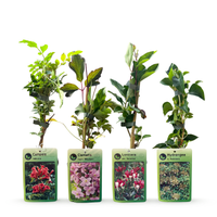 8x Klimplanten Rainbow Courfull - Rainbow Colorful Climbing Plants - Light Pink - White - Purple - Climber - Ø9cm - ↕35cm