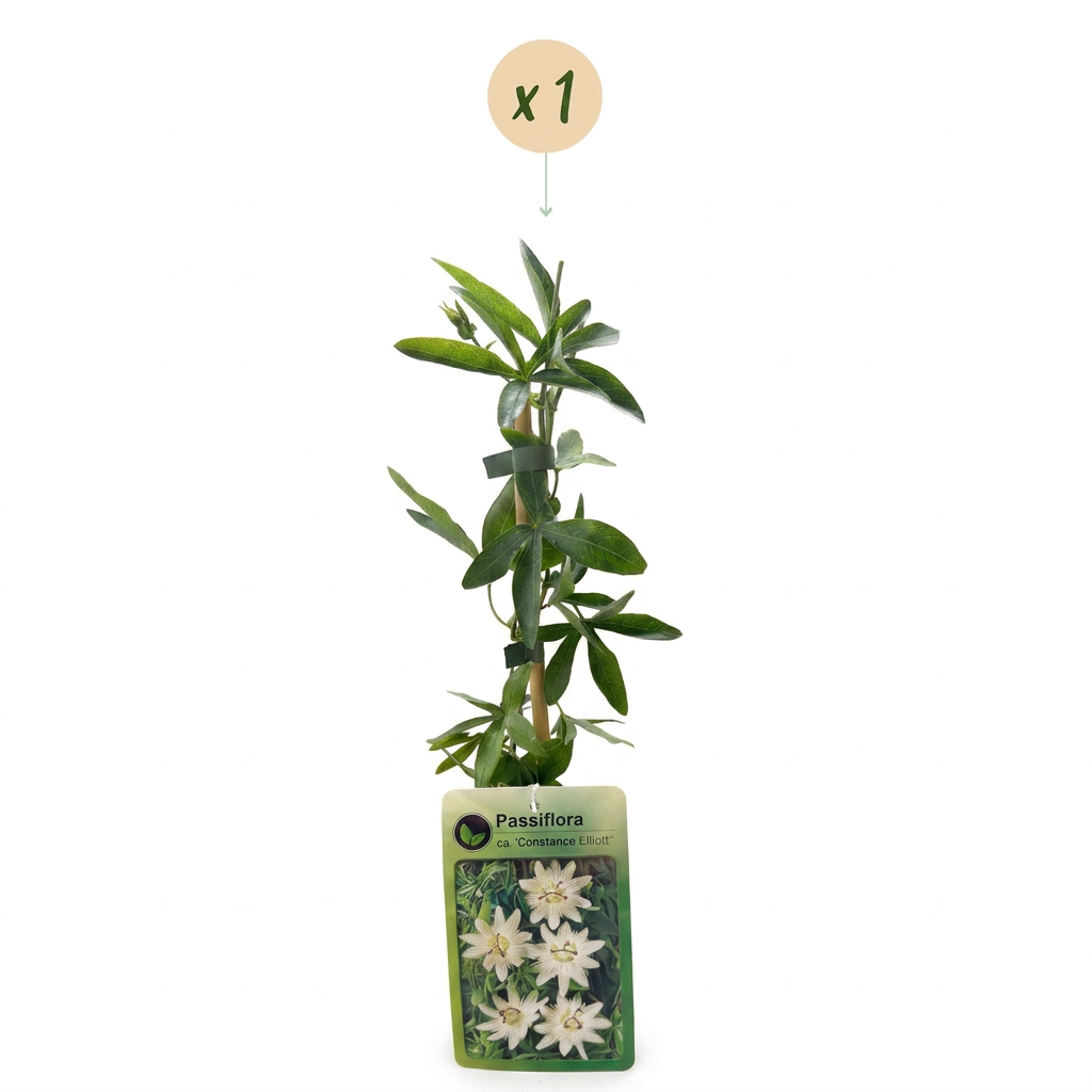 Passiflora ca. 'Constance Elliott' - Constance Elliott passionflower - White - Climber - Ø9cm - ↕35cm