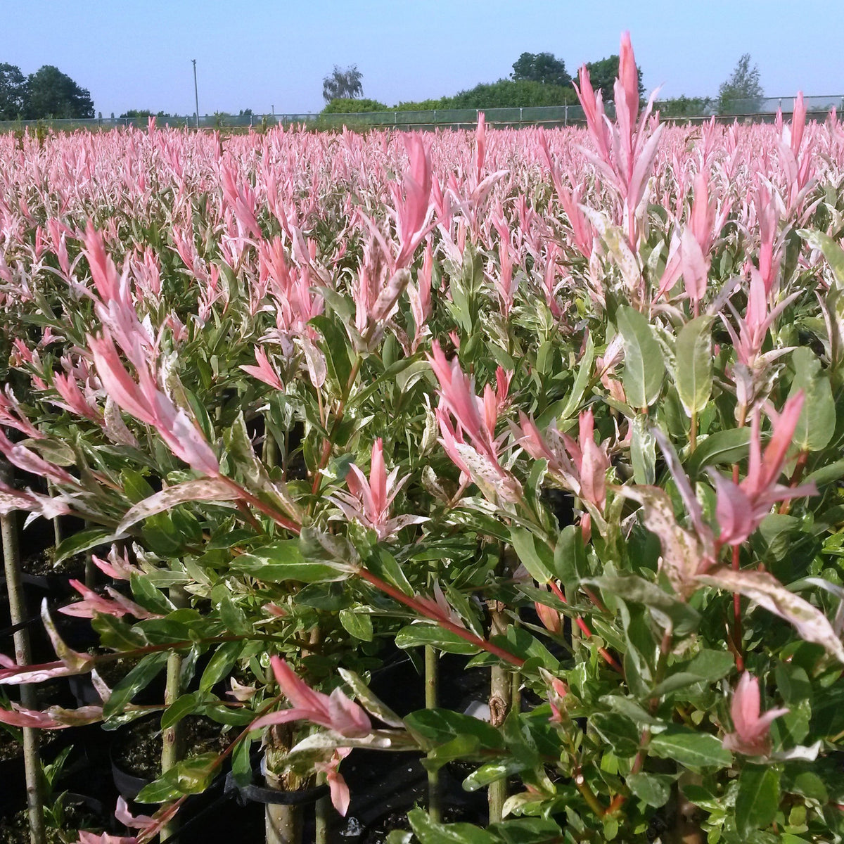 4x - Salix Flamingo - Ø23cm - ↕140-160cm