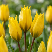 40x Tulipa Sylvestris - Bosdravik - Geel - Verwilderingsbol - Bolmaat 5/6