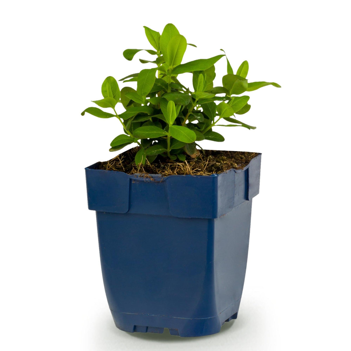 Green boutiQ - Plante vivace - Hypericum calycinum - Millepertuis - Attire les abeilles et les papillons - Jaune - 1 Plante - Pot 11cm - Hauteur 15-25cm