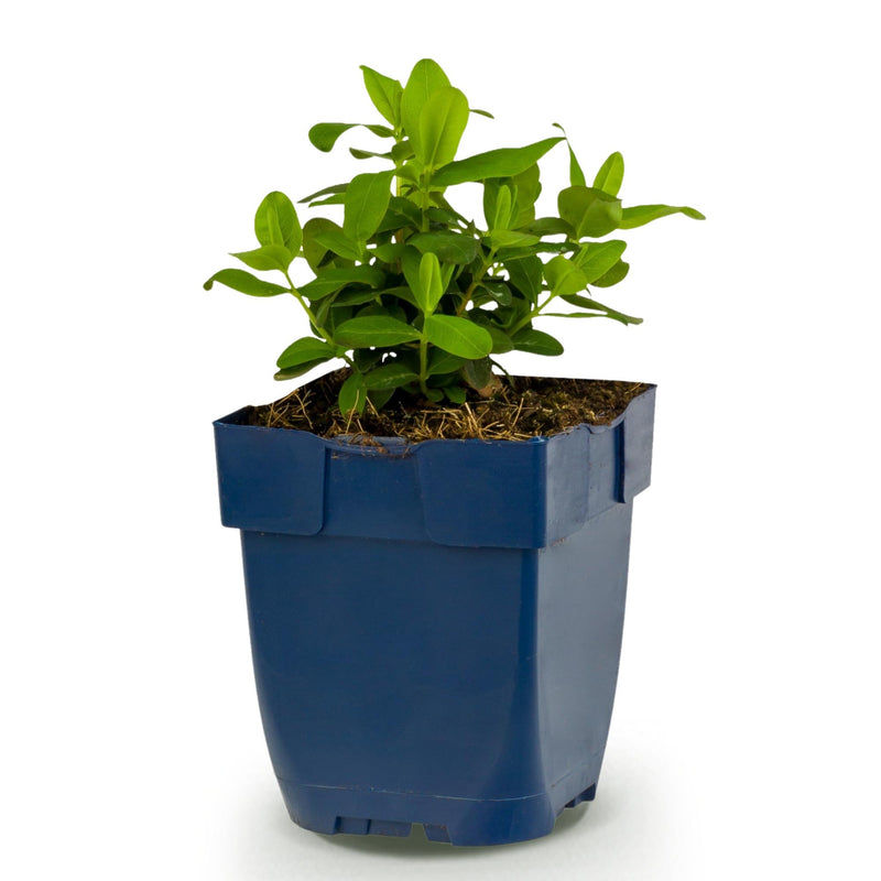 Green boutiQ - Vasteplant - Hypericum calycinum - Sint-Janskruid - Bijen- en vlinderlokkers - Geel - 1 Plant - Pot 11cm - Hoogte 15-25cm