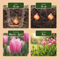500x Bulb Garden Pink - Bollentuinroze - Diversen - Zomerbloeier - Bolmaat 10/12