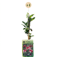 4x Lonicera per. 'Serotina' - Late Dutch honeysuckle - Purple - Yellow - Climber - Ø9cm - ↕35cm