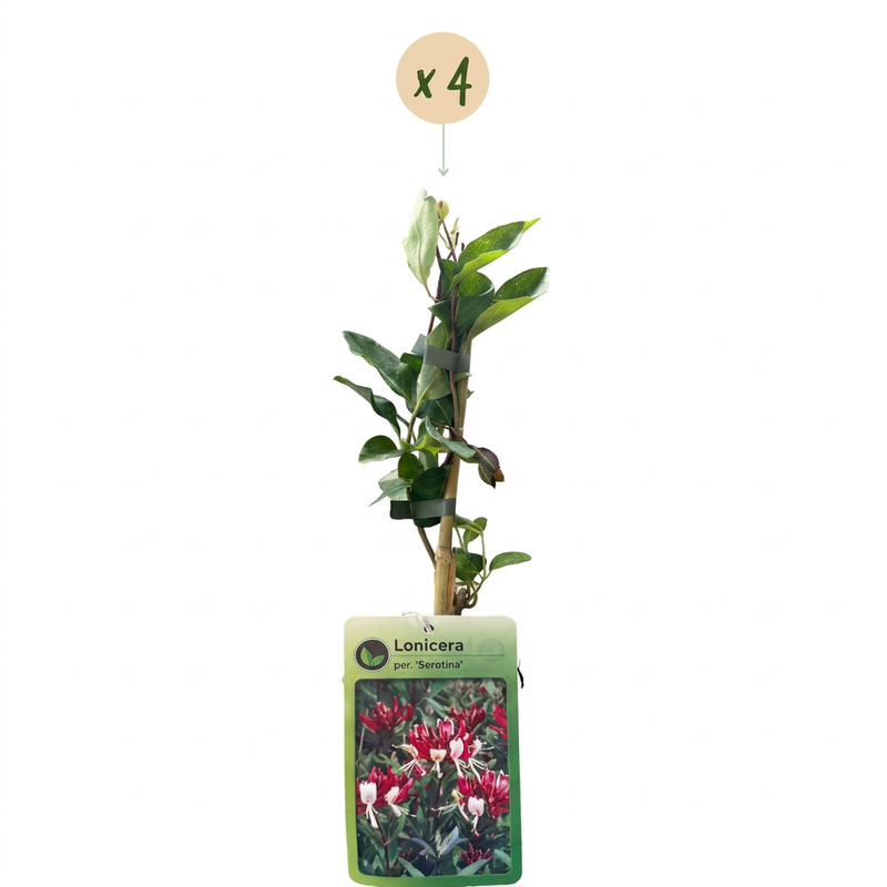 4x Lonicera per. 'Serotina' – Spätes Geißblatt – Violett – Gelb – Kletterpflanze – Ø 9 cm – ↕ 35 cm