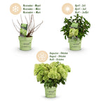 Green boutiQ - Tuinplant - Hydrangea panniculata Groundbreaker Greeny - Pluimhortensia - Winterhard - Creme - 1 Plant - Pot 14cm -Hoogte 20-25cm