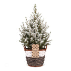 Picea glauca Conica - Dwarf Alberta Spruce - Green - White - Christmas tree - incl. basket - Ø17cm - ↕65cm