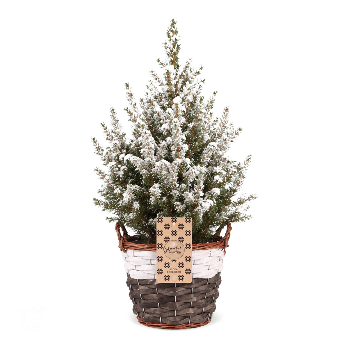 Picea glauca Conica - Dwarf Alberta Spruce - Green - White - Christmas tree - incl. basket - Ø17cm - ↕65cm