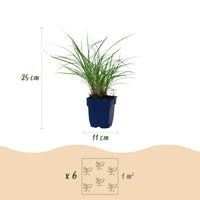 Green boutiQ - Grassen - Miscanthus sin. Red Chief - Pampusgras - Met Pluim - Groen - 12 Planten - Pot 11cm - Hoogte 15-25cm
