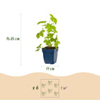 Green boutiQ - Plante vivace - Delphinium (P) Galahad - Pied-d'alouette - Attire les abeilles et les papillons - Blanc - 1 Plante - Pot 11cm - Hauteur 15-25cm
