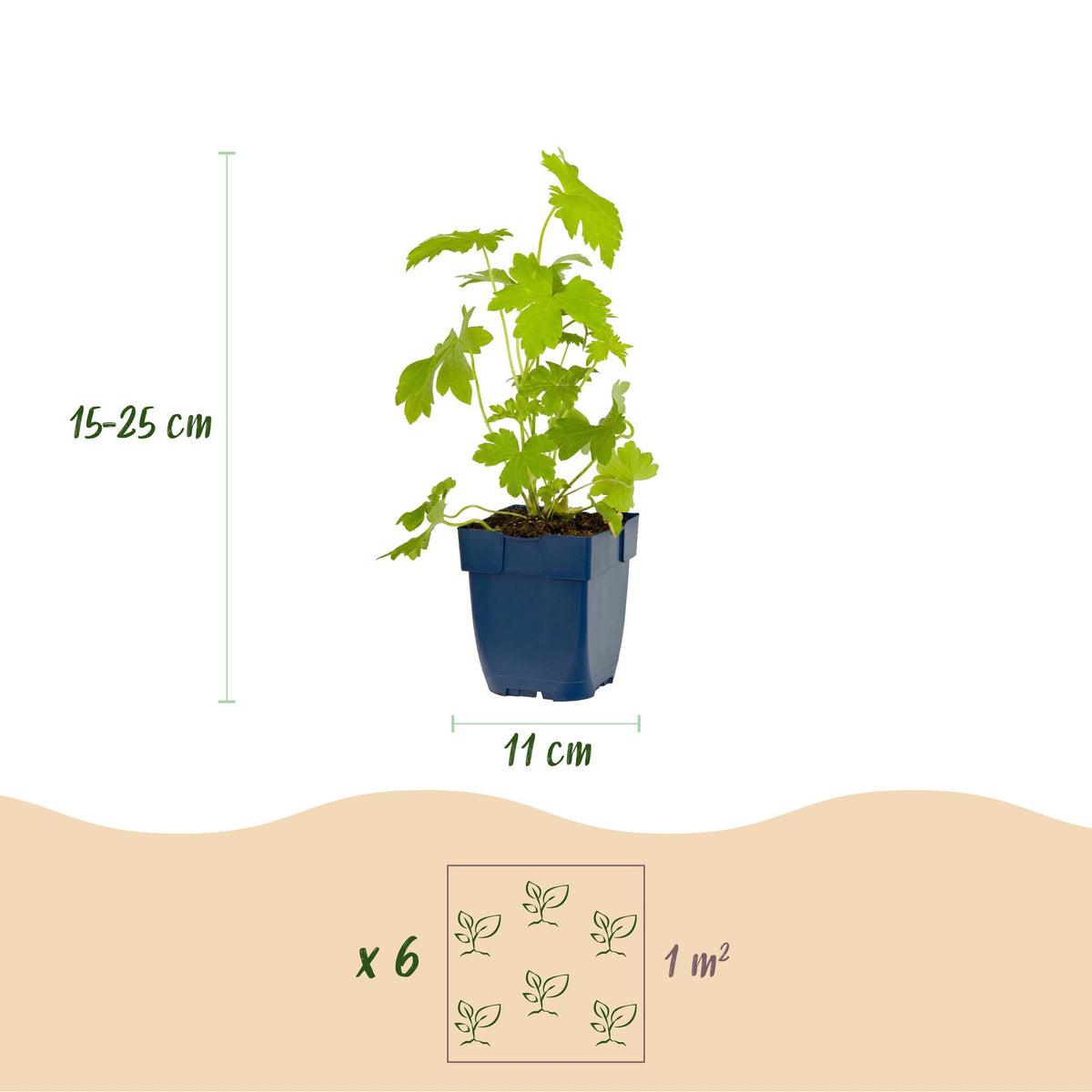 Green boutiQ - Plante vivace - Delphinium (P) Galahad - Pied-d'alouette - Attire les abeilles et les papillons - Blanc - 1 Plante - Pot 11cm - Hauteur 15-25cm