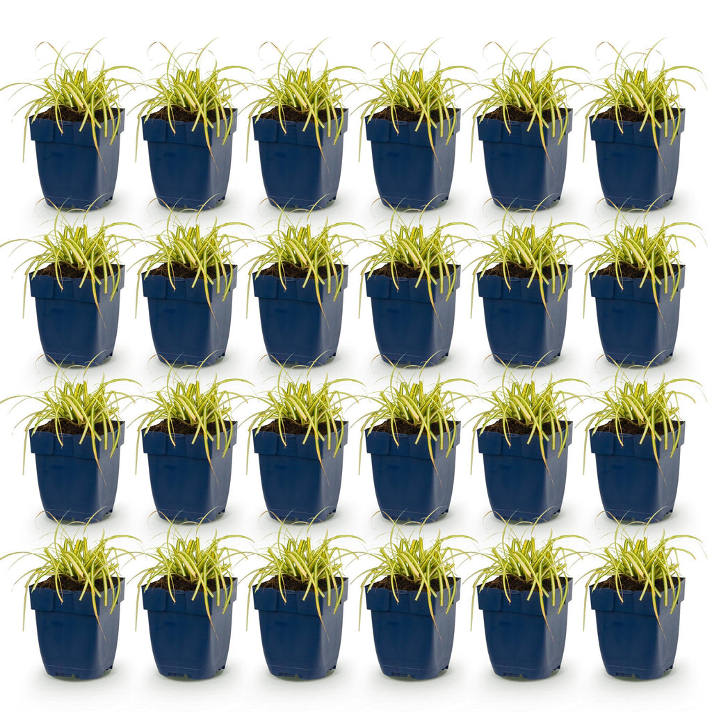 Green boutiQ - Gräser - Carex oshimensis Evergold - Japan-Segge - Immergrün - Gelb-Grün - 24 Pflanzen - Topf 11cm - Höhe 15-25cm