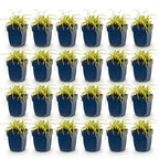 Green boutiQ - Gräser - Carex oshimensis Evergold - Japan-Segge - Immergrün - Gelb-Grün - 24 Pflanzen - Topf 11cm - Höhe 15-25cm