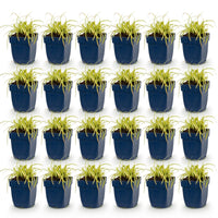 Green boutiQ - Grassen - Carex oshimensis Evergold - Japanse Zegge - Groenblijvend - Geel-Groen - 24 Planten - Pot 11cm - Hoogte 15-25cm