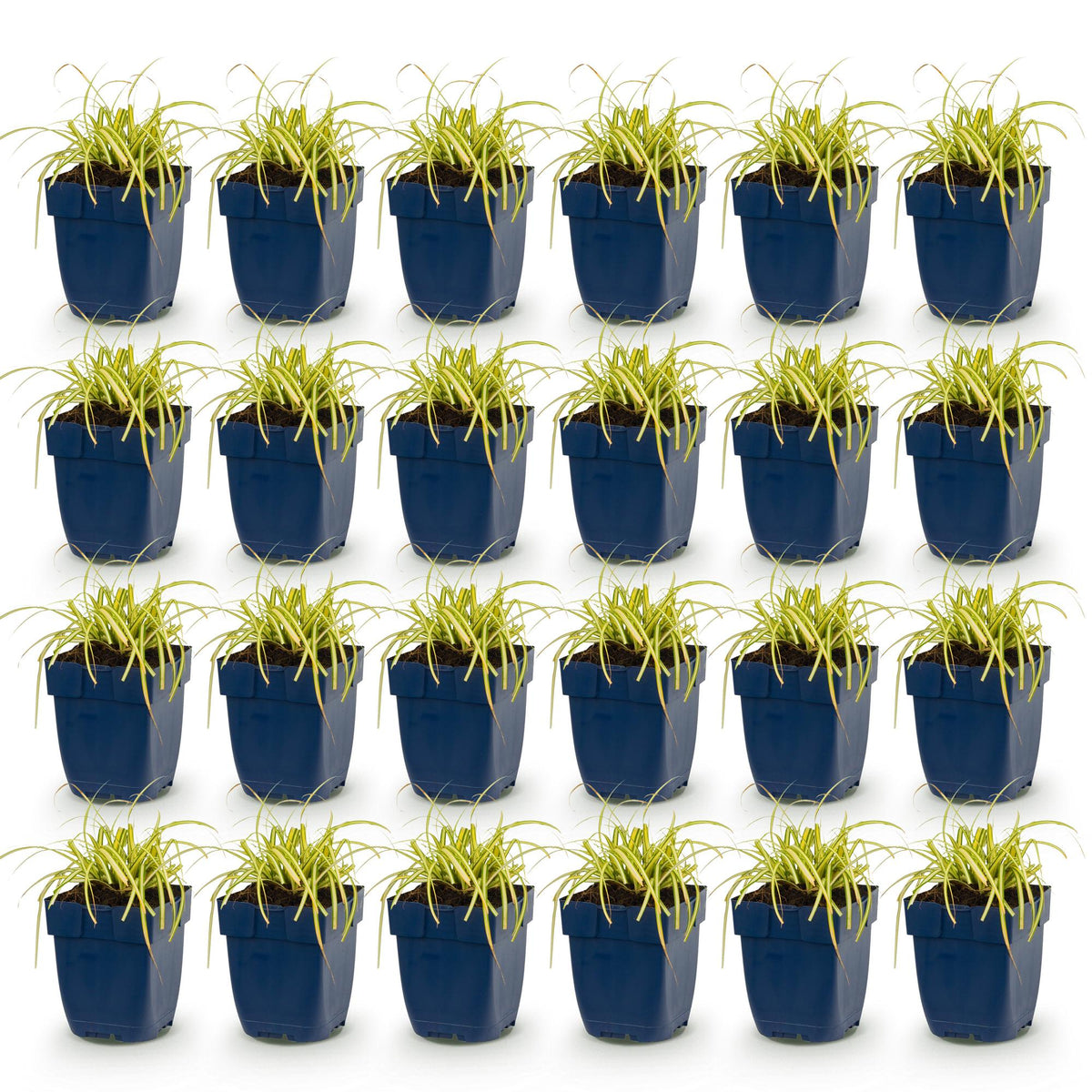 Green boutiQ - Gräser - Carex oshimensis Evergold - Japan-Segge - Immergrün - Gelb-Grün - 24 Pflanzen - Topf 11cm - Höhe 15-25cm