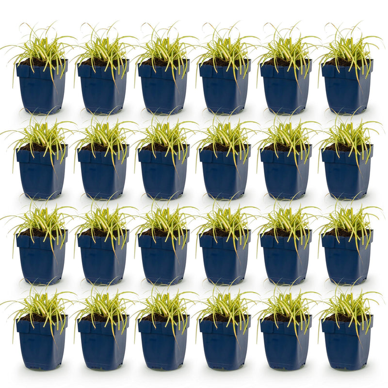 Green boutiQ - Grassen - Carex oshimensis Evergold - Japanse Zegge - Groenblijvend - Geel-Groen - 24 Planten - Pot 11cm - Hoogte 15-25cm