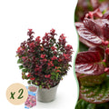 Green boutiQ - Gartenpflanze - Leucothoe Curly Red - Rot - 2 Pflanzen - Immergrün - Pflegeleicht - Topf 17cm Höhe 40cm