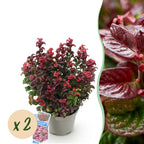 Green boutiQ - Gartenpflanze - Leucothoe Curly Red - Rot - 2 Pflanzen - Immergrün - Pflegeleicht - Topf 17cm Höhe 40cm