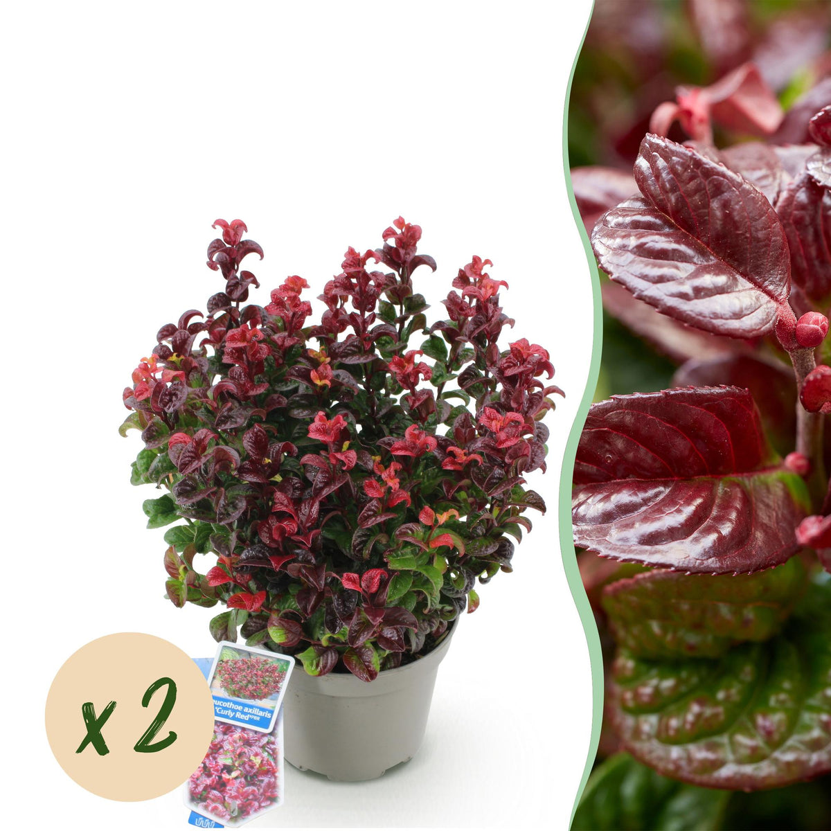 Green boutiQ - Gartenpflanze - Leucothoe Curly Red - Rot - 2 Pflanzen - Immergrün - Pflegeleicht - Topf 17cm Höhe 40cm