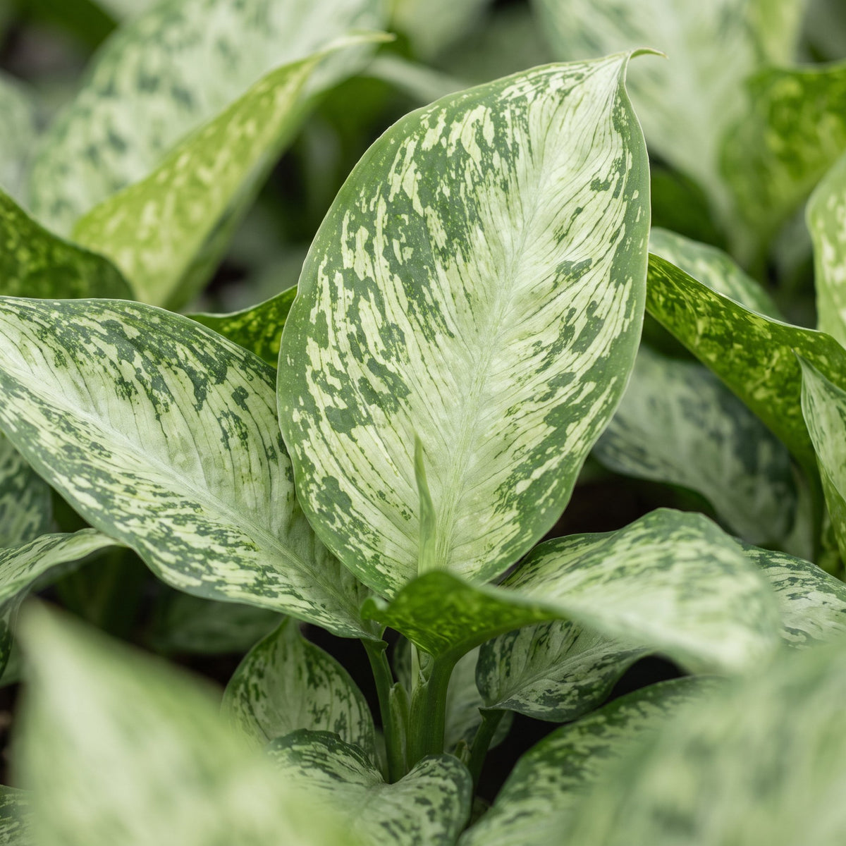 Dieffenbachia Snow - Snow Dumb Cane - Green - Tropical - Ø6cm - ↕15cm