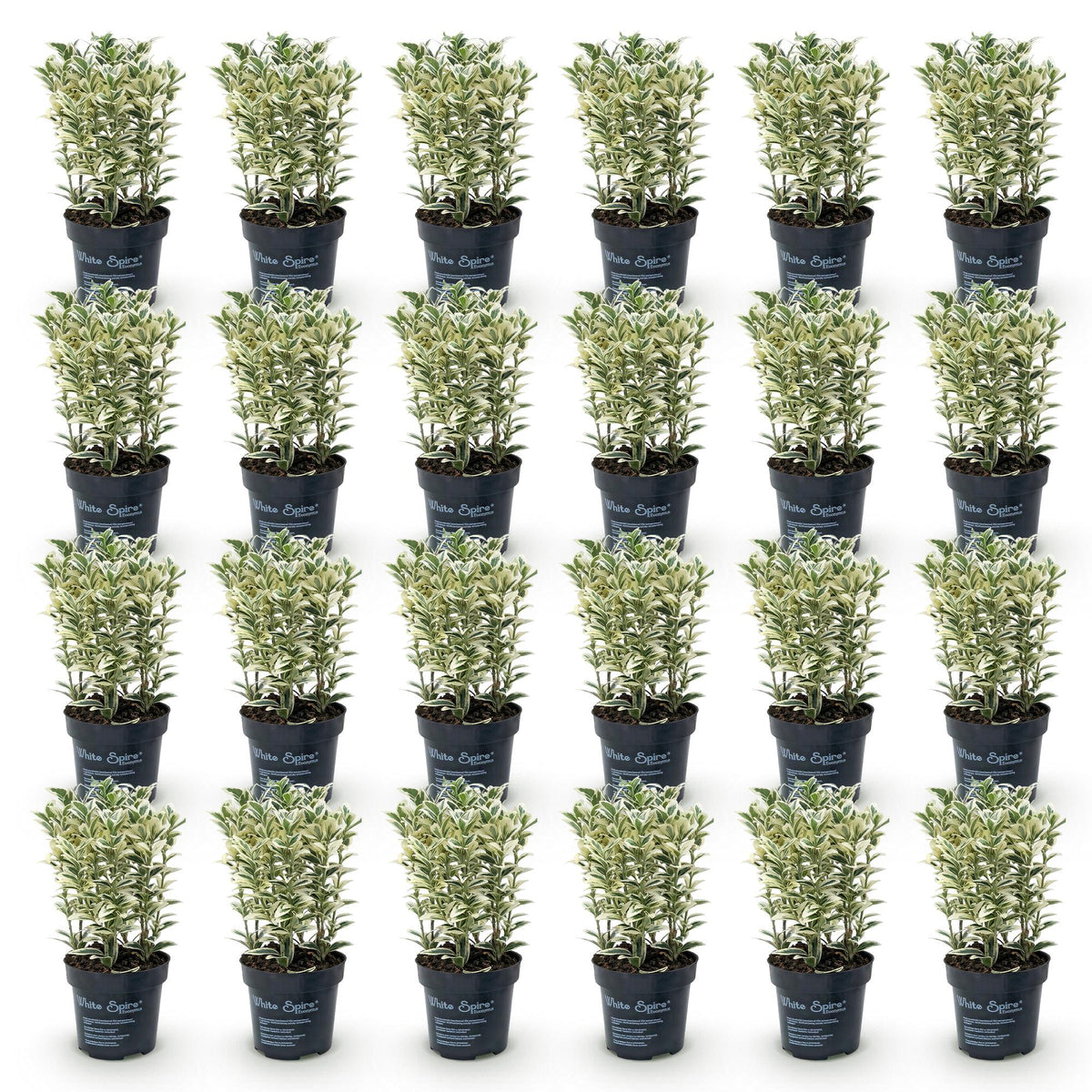 Green boutiQ - 24x Euonymus japonicus White Spire - Kardinaalsmuts - Haagplanten - Groenblijvend - Wit - Groen - Pot 9cm - Hoogte 20-30cm