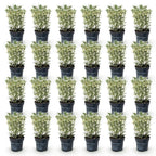 Green boutiQ - 24x Euonymus japonicus White Spire - Fusain du Japon - Haies - Persistant - Blanc - Vert - Pot 9cm - Hauteur 20-30cm