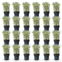 Green boutiQ - 24x Euonymus japonicus White Spire - Kardinaalsmuts - Haagplanten - Groenblijvend - Wit - Groen - Pot 9cm - Hoogte 20-30cm
