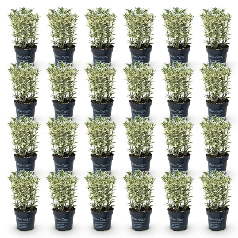Green boutiQ - 24x Euonymus japonicus White Spire - Kardinaalsmuts - Haagplanten - Groenblijvend - Wit - Groen - Pot 9cm - Hoogte 20-30cm
