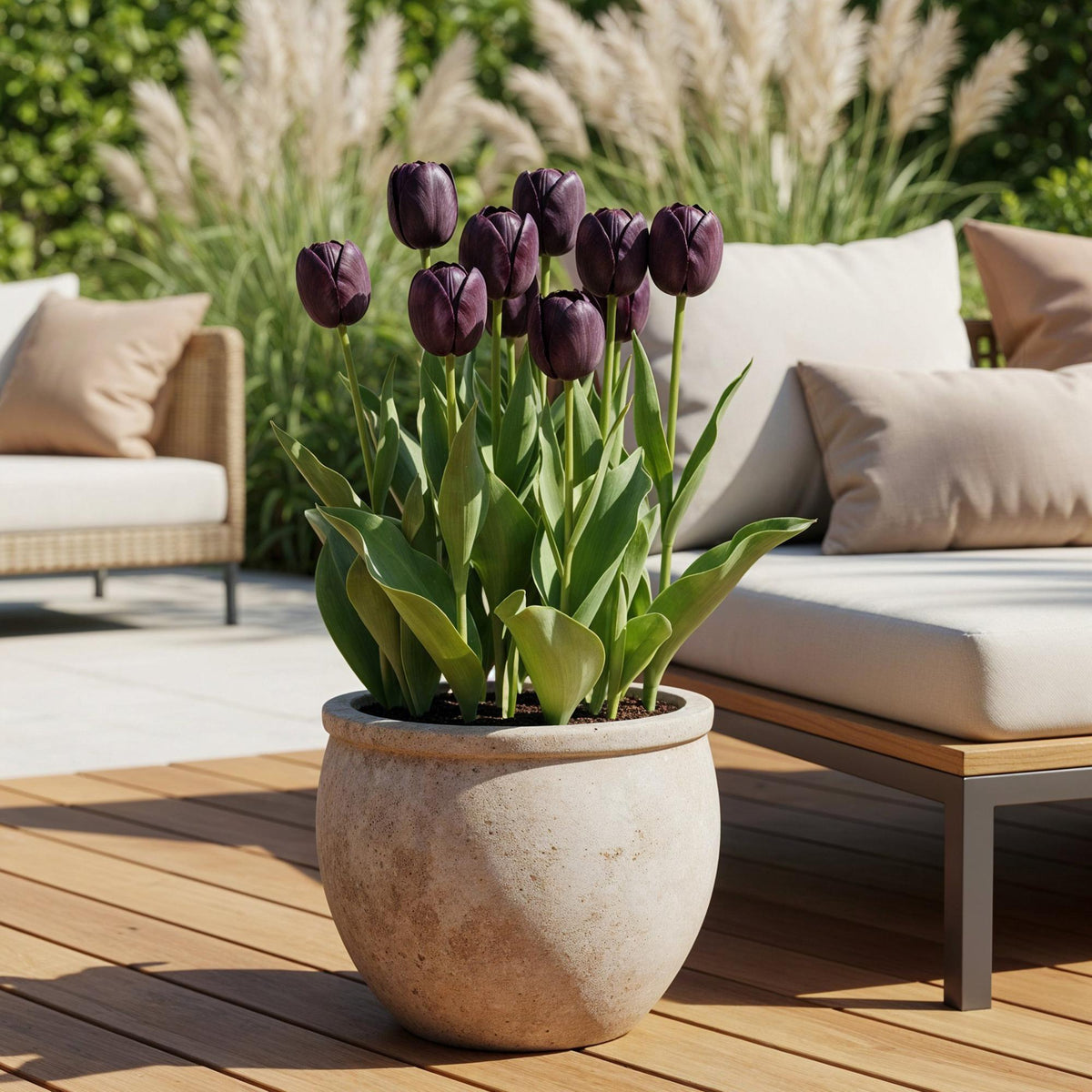 Green boutiQ - Bloembollen - Tulp Triumph Black - Kleur Donker Paars - 12 stuks - Bolmaat 11/12 - XXL Pack