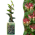 6x Lonicera jap. 'Red World' - Chèvrefeuille du Japon - Rouge - Rose - Grimpante - Ø9cm - ↕35cm