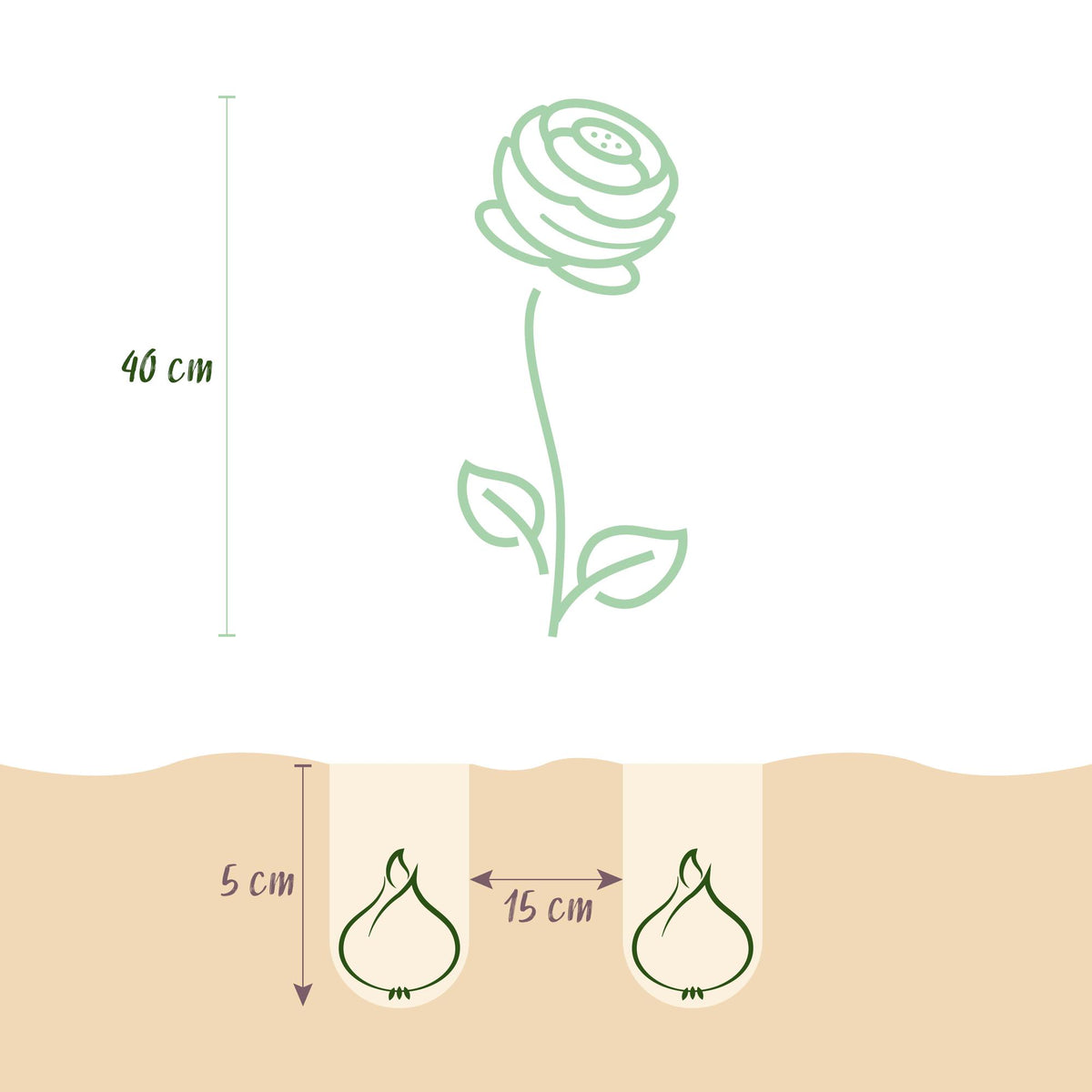 Green boutiQ - Bloembollen - Ranunculus Mix - Diversen Kleuren - 40 stuks - Bolmaat 5/6 - XXL Pack