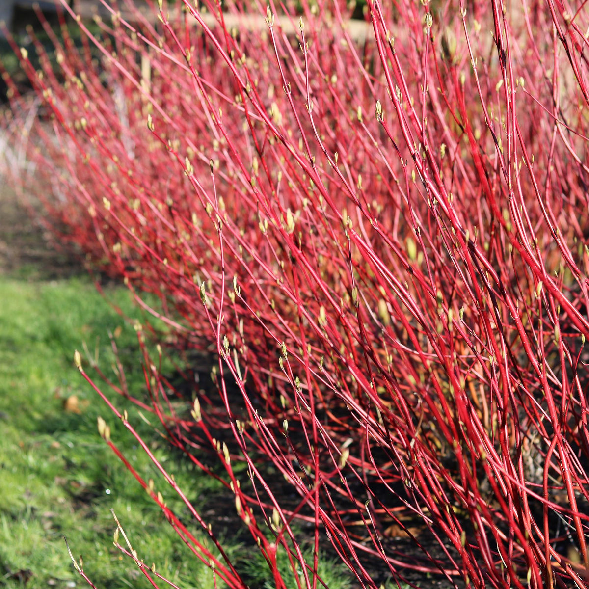 Green boutiQ - Arbuste - Cornus sibirica - Branches rouges - 1 plante - Caduc - Peu d'entretien - Pot 17cm Hauteur 45cm