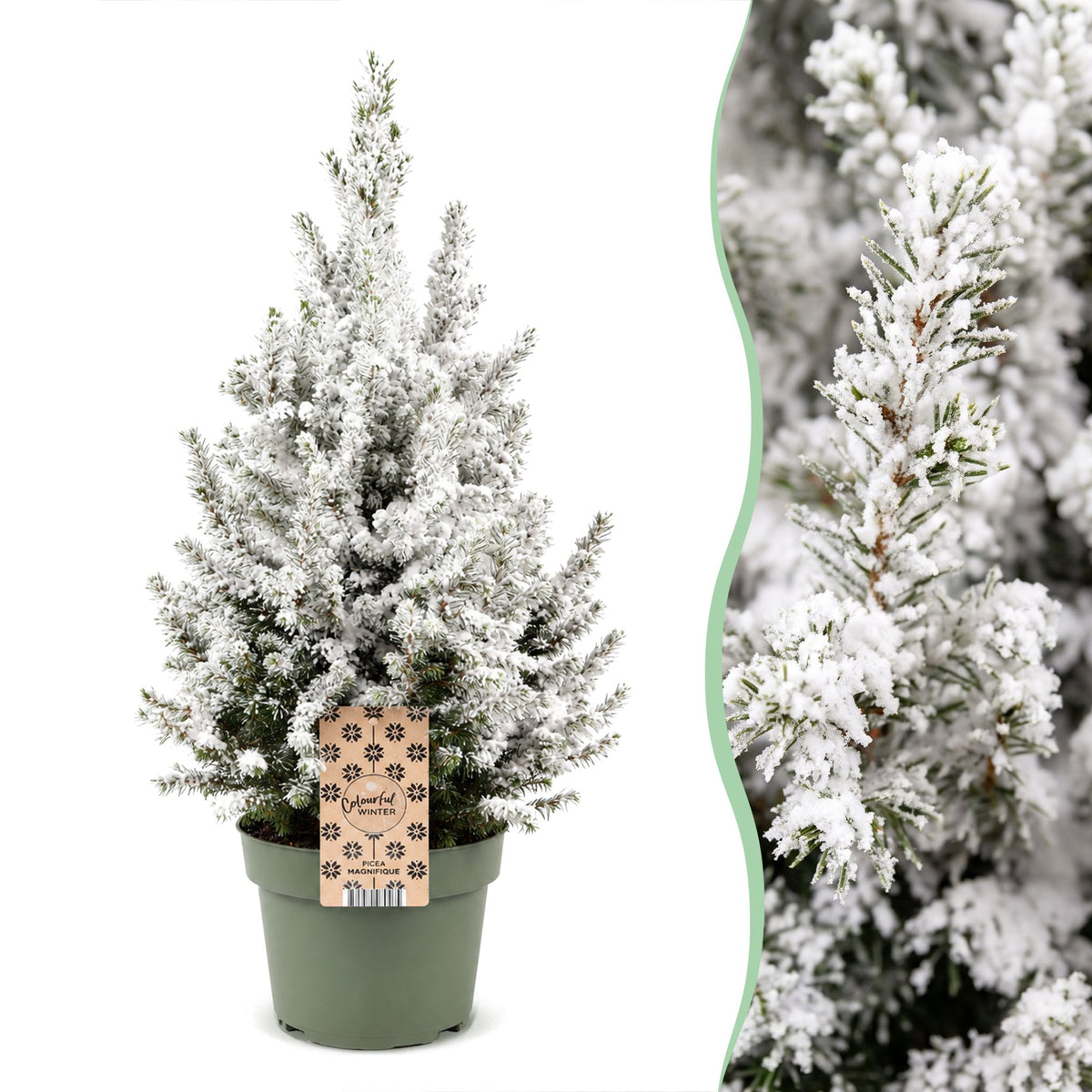 Picea glauca Conica - Dwarf Alberta Spruce - Green - White - Christmas tree - Ø19cm - ↕65cm