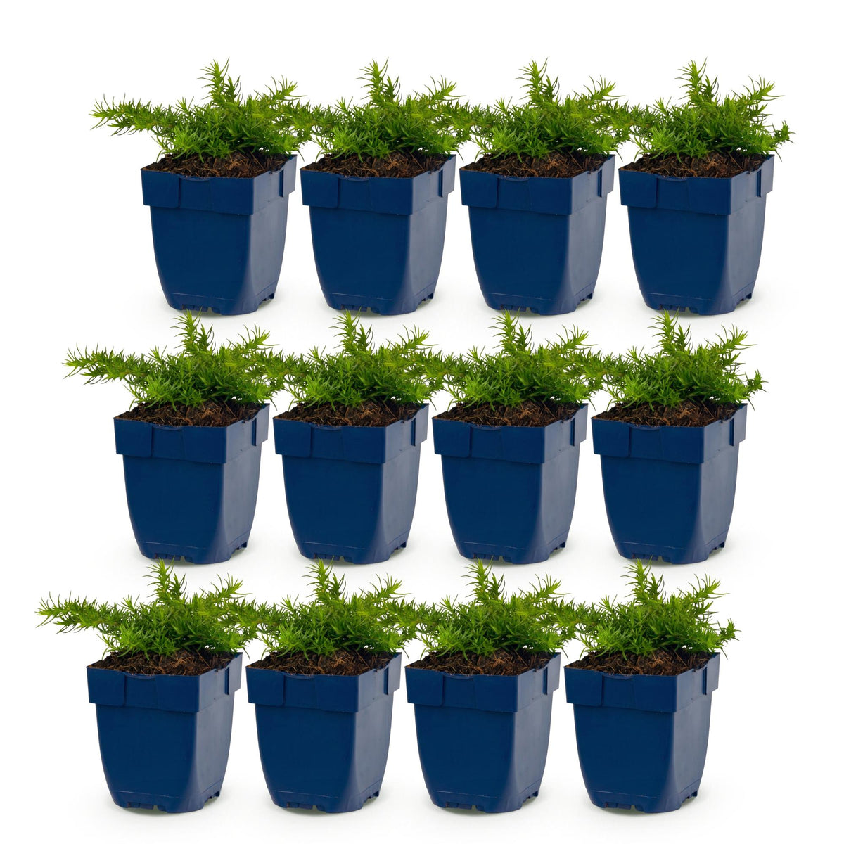 Green boutiQ - Vasteplant - Phlox Rosette - Vlambloem - Bodembedekkend - Roze - 12 Planten - Pot 11cm - Hoogte 15-25cm