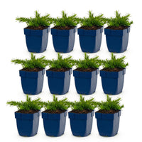 Green boutiQ - Vasteplant - Phlox Rosette - Vlambloem - Bodembedekkend - Roze - 12 Planten - Pot 11cm - Hoogte 15-25cm