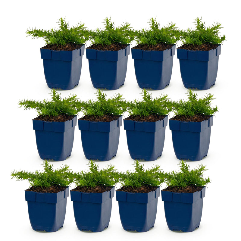 Green boutiQ - Vasteplant - Phlox Rosette - Vlambloem - Bodembedekkend - Roze - 12 Planten - Pot 11cm - Hoogte 15-25cm