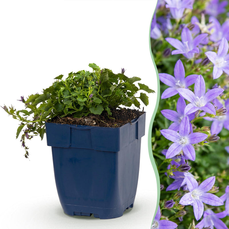 Green boutiQ - Vasteplant - Campanula posch. Stella - Perzikbladklokje - Bodembedekkend - Paars - 1 Plant - Pot 11cm - Hoogte 15-25cm