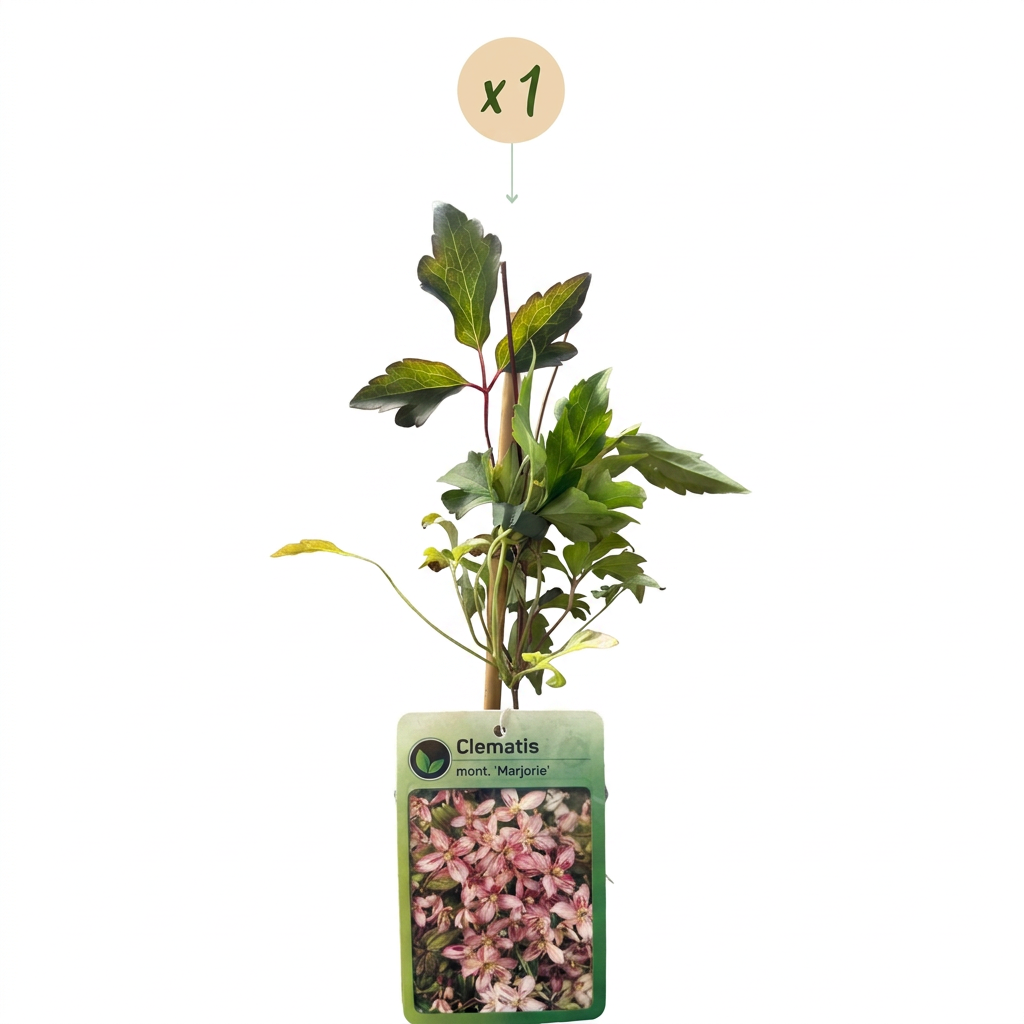 Clematis mont. 'Marjorie' - Mountain clematis 'Marjorie' - Pink - Climber - Ø9cm - ↕35cm