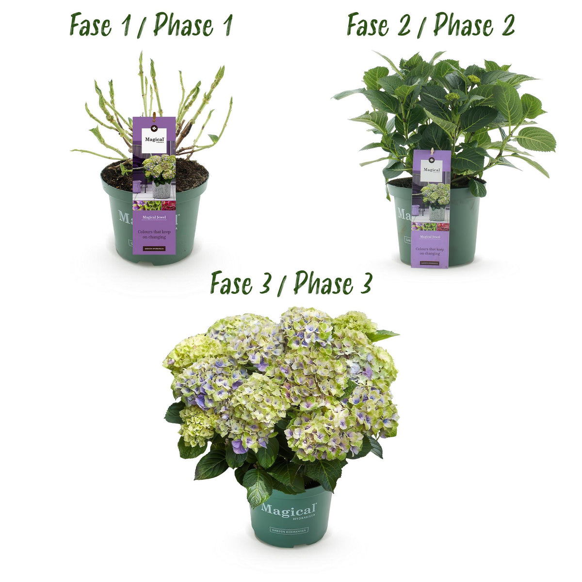 Green boutiQ - Plante de terrasse - Hortensia - Hydrangea Magical Jewel Blue - Bleu - 6-10 fleurs - Pot 23 cm Hauteur 55 cm
