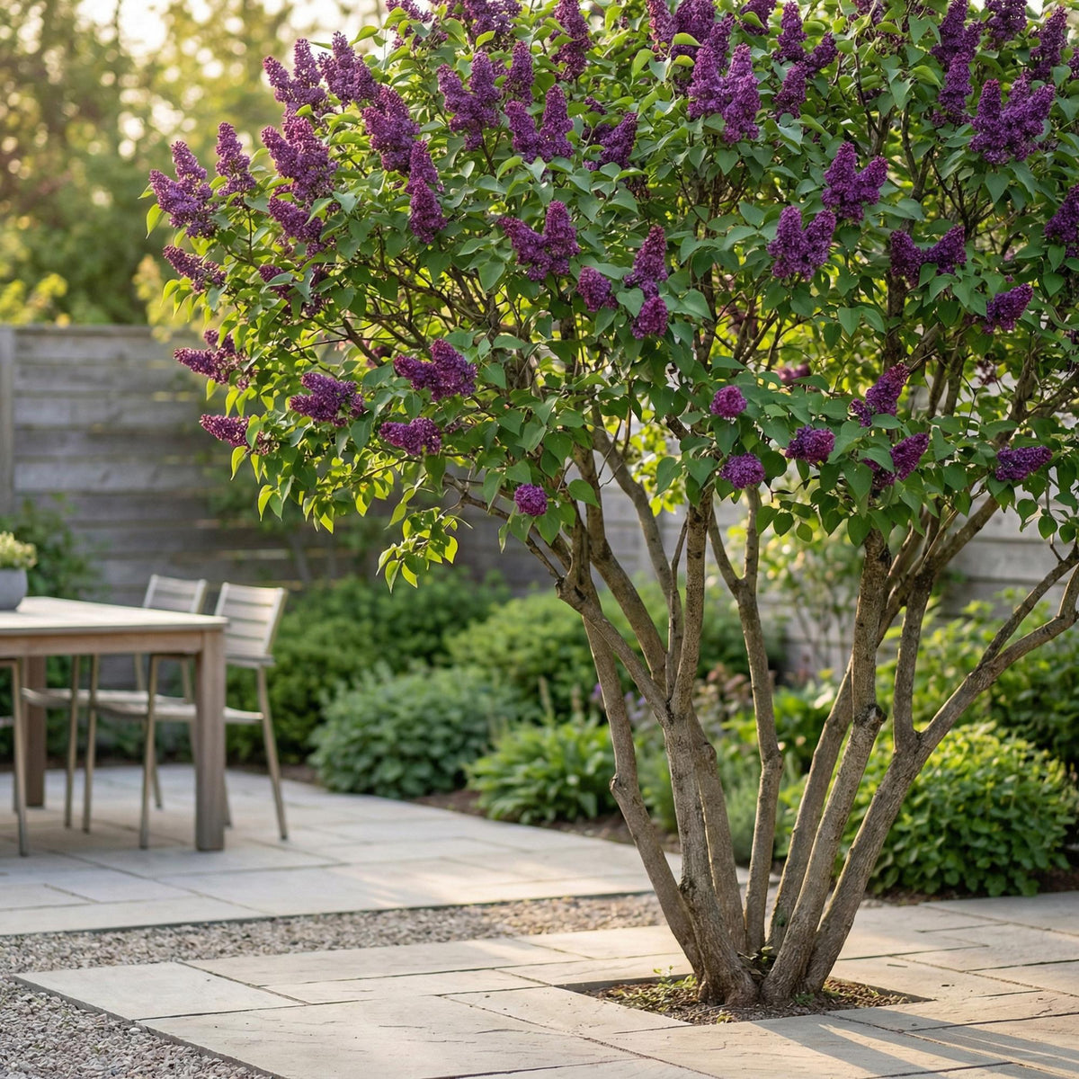 Green boutiQ - Plante de jardin - Syringa vulgaris Ludwig Spath - Lilas commun - Rustique - Violet - 1 Plante - Pot 17cm - Hauteur 45cm